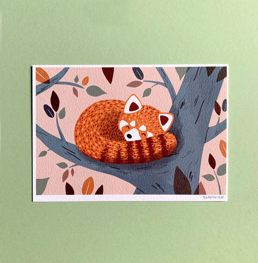 Red Sleeping Panda - A4 Print